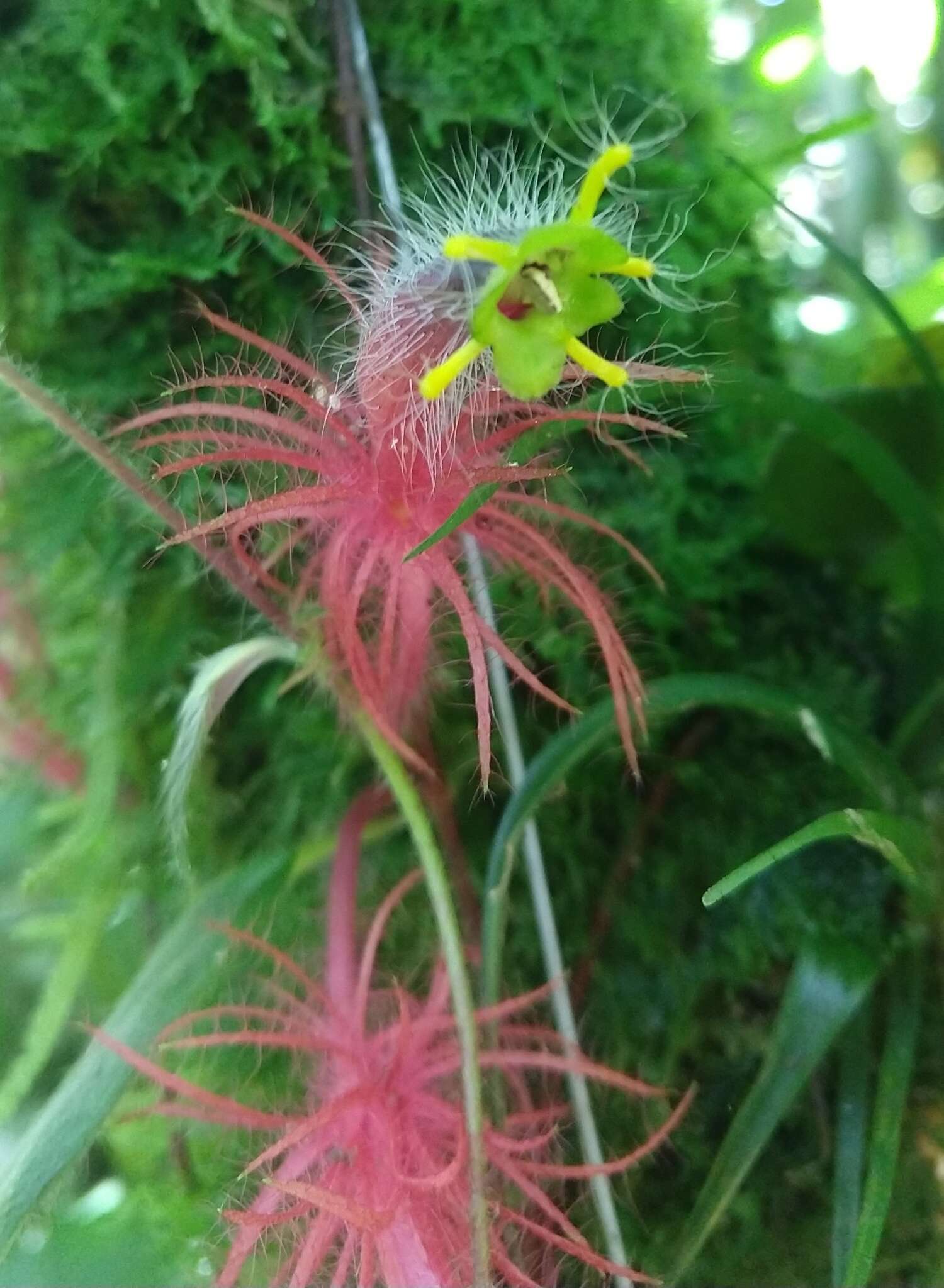 Image of Columnea minor (Hook.) Hanst.