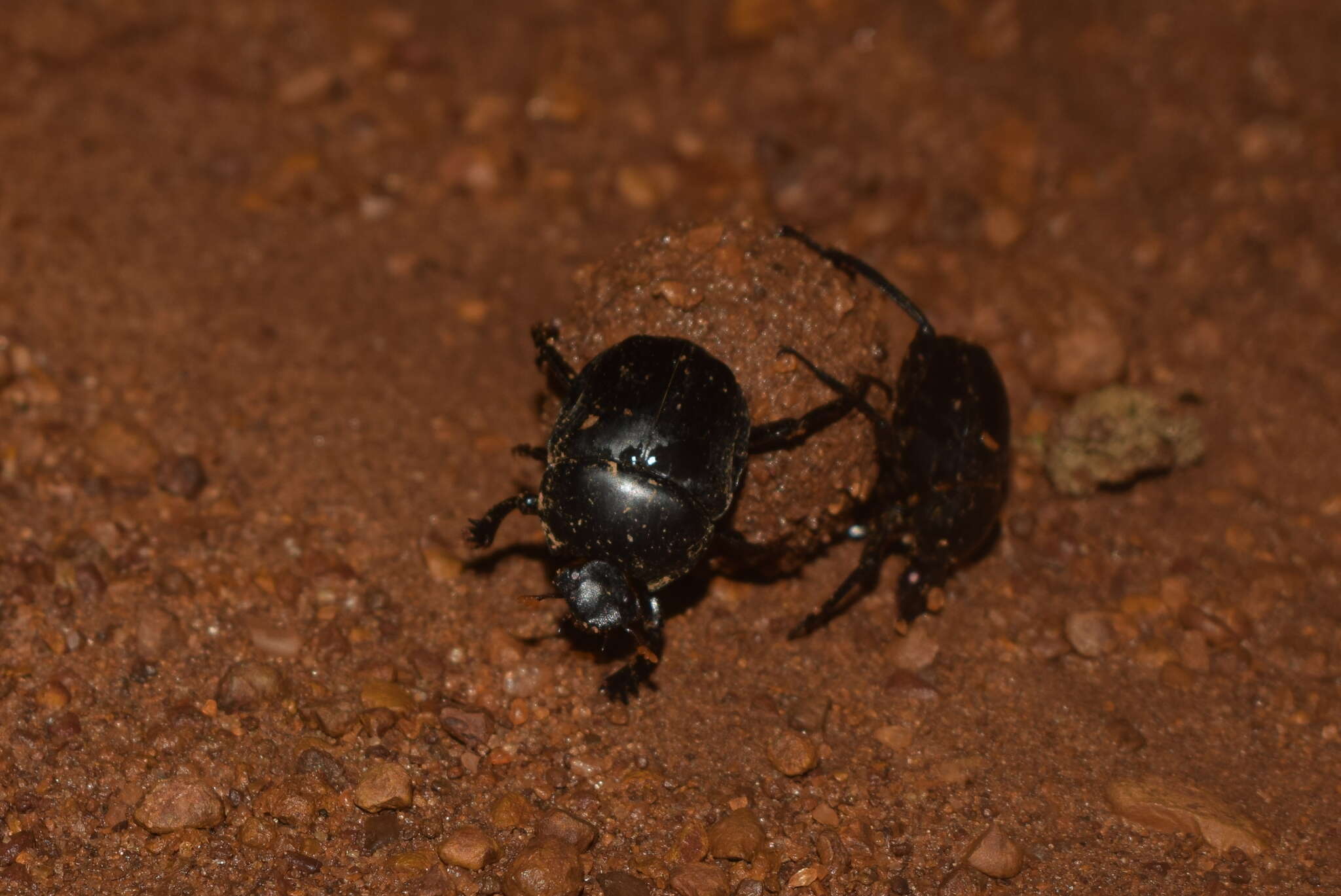 Paragymnopleurus melanarius (Harold 1867) resmi