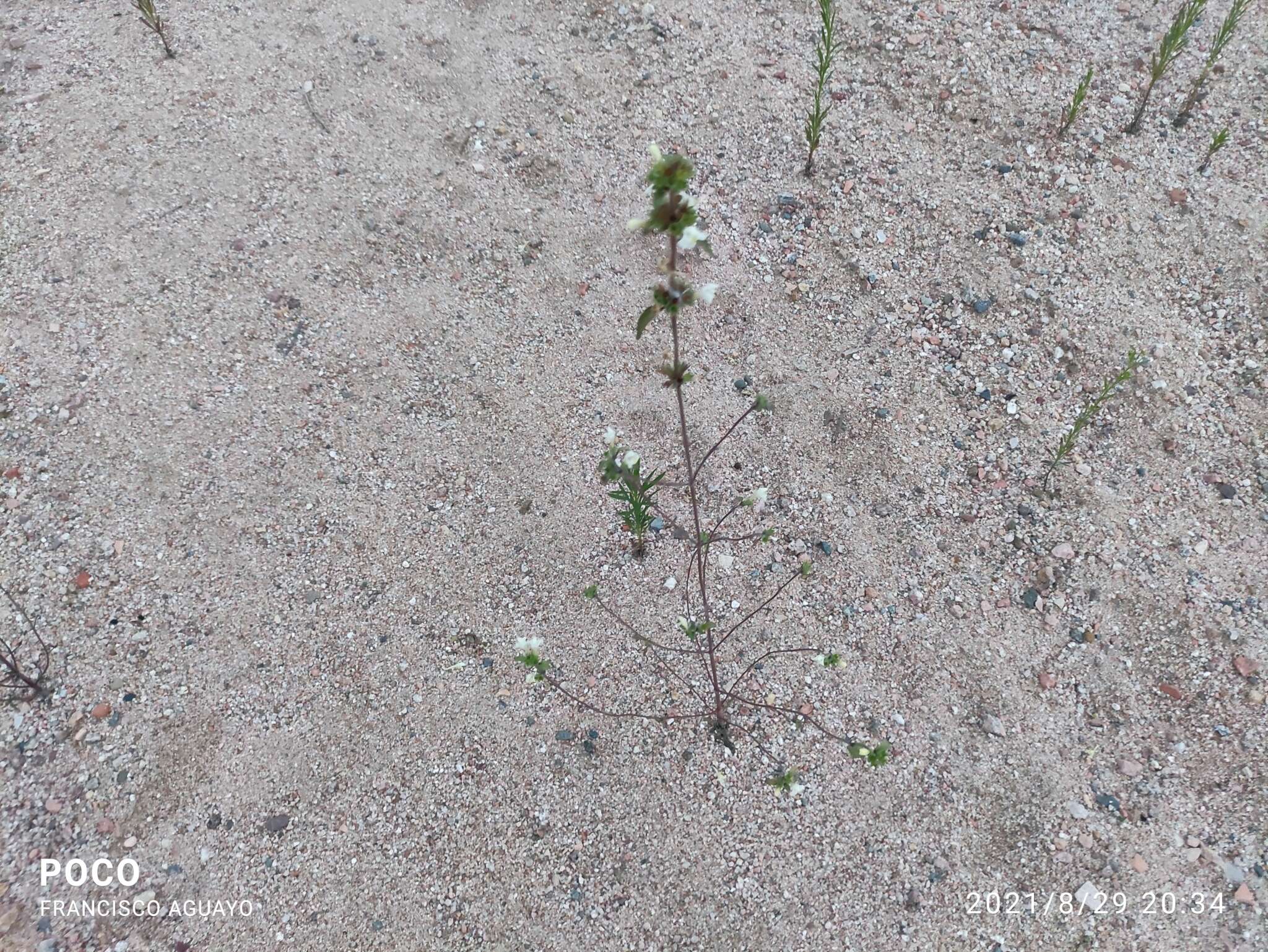 Image of Downy Hemp-nettle