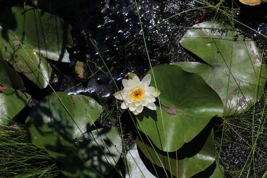 Image of American white waterlily