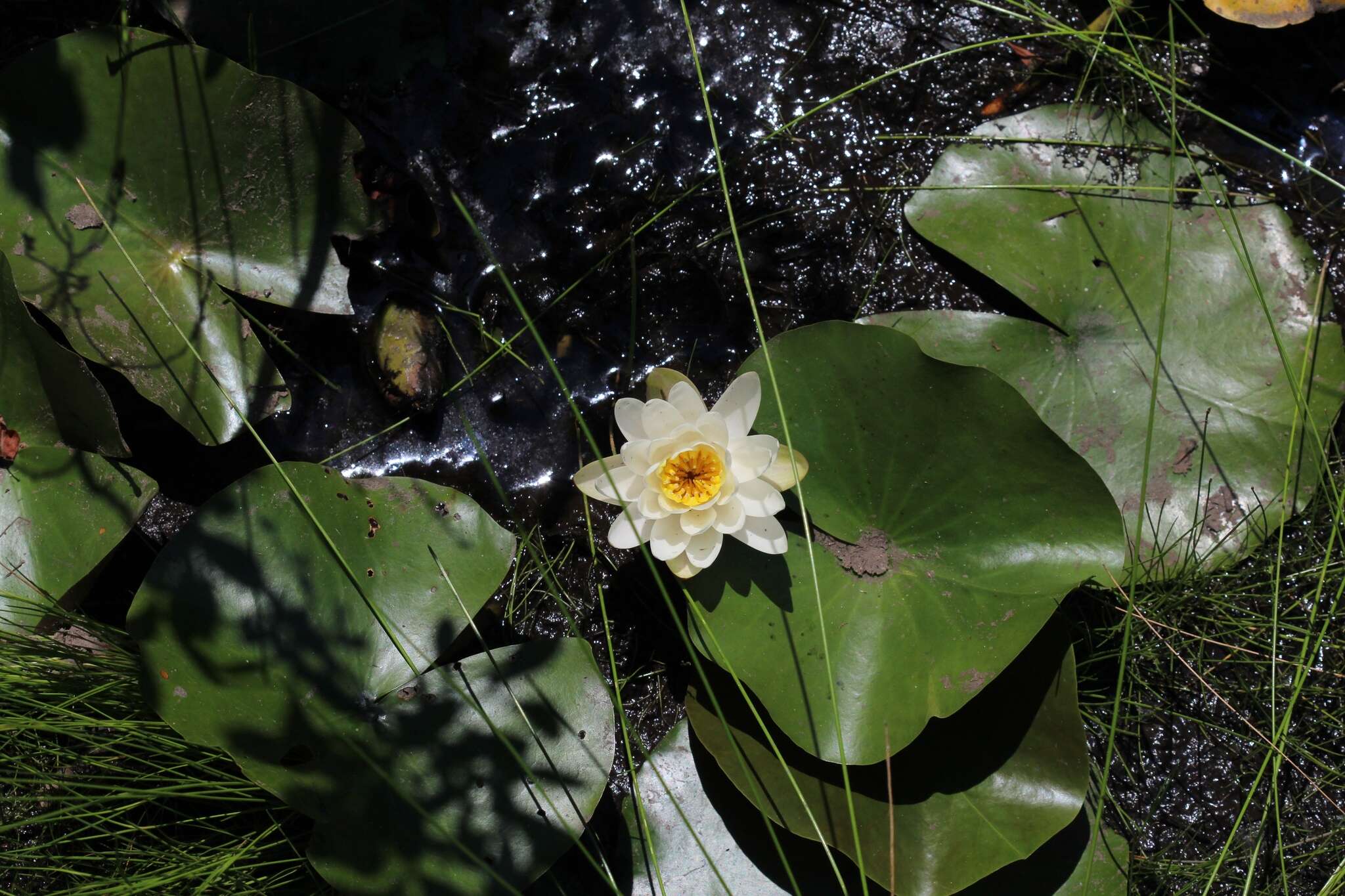 Nymphaea odorata subsp. tuberosa (Paine) J. H. Wiersema & C. B. Hellquist的圖片