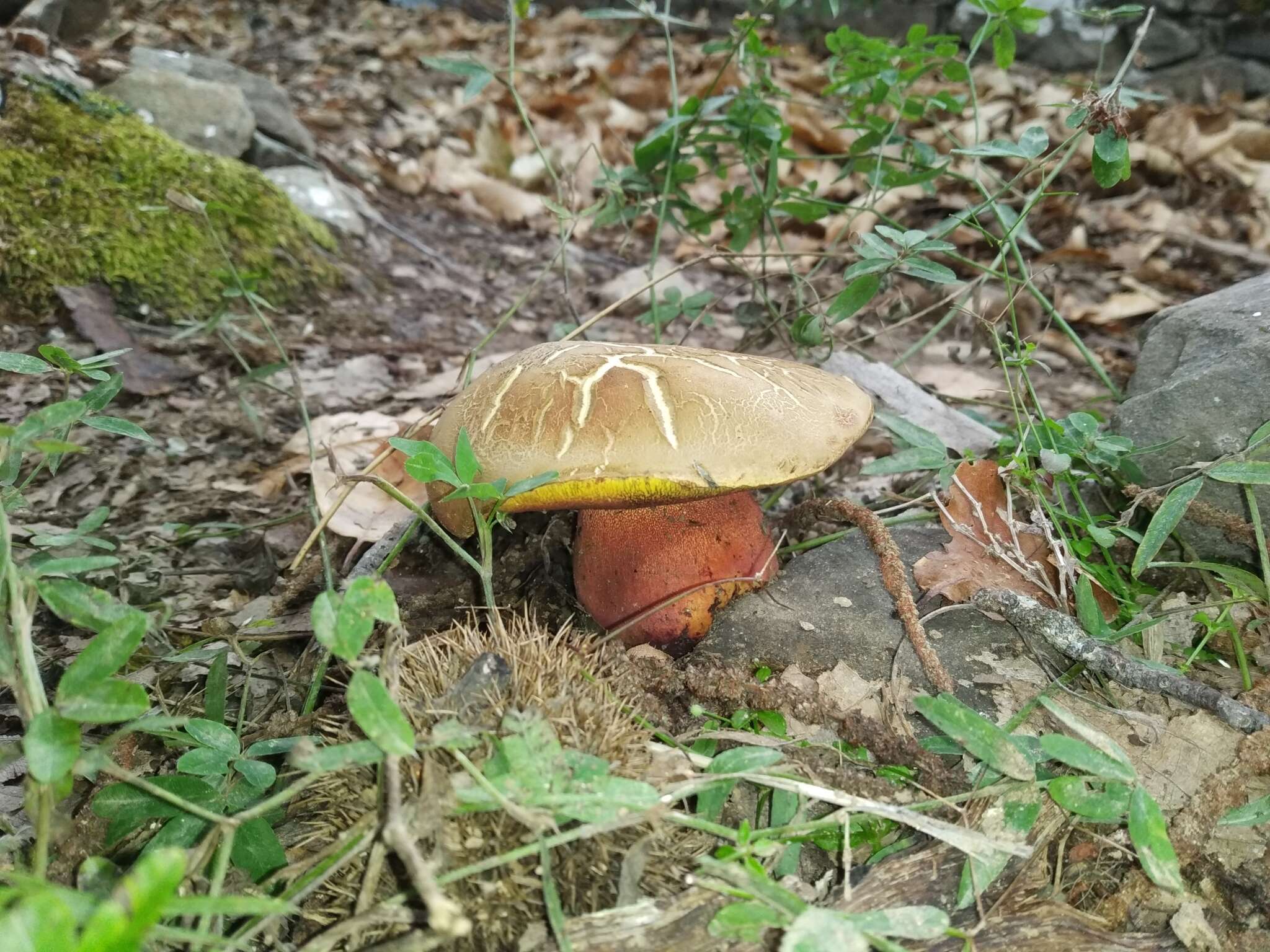 Image of Suillellus rubrosanguineus (Cheype) Blanco-Dios 2015