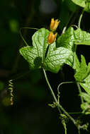 Image of Coccinia adoensis (A. Rich.) Cogn.