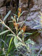 Image of Oxylobium arborescens R. Br.