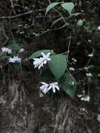 Image of Deutzia taiwanensis (Maxim.) C. K. Schneid.