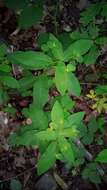 Image of Euphorbia squamosa Willd.