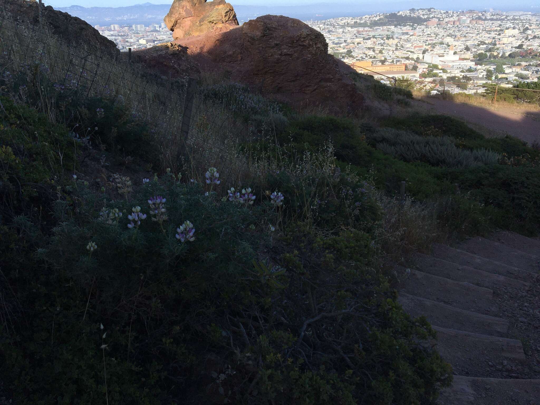 Image of Lindley's Varied Lupine