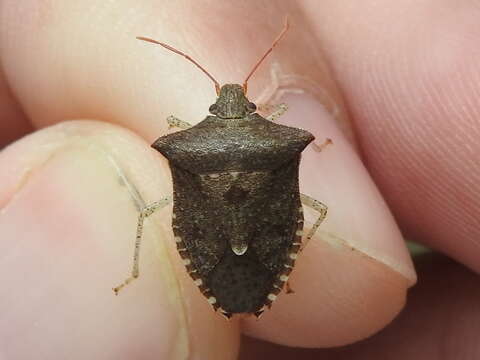 Image of Dusky Stink Bug