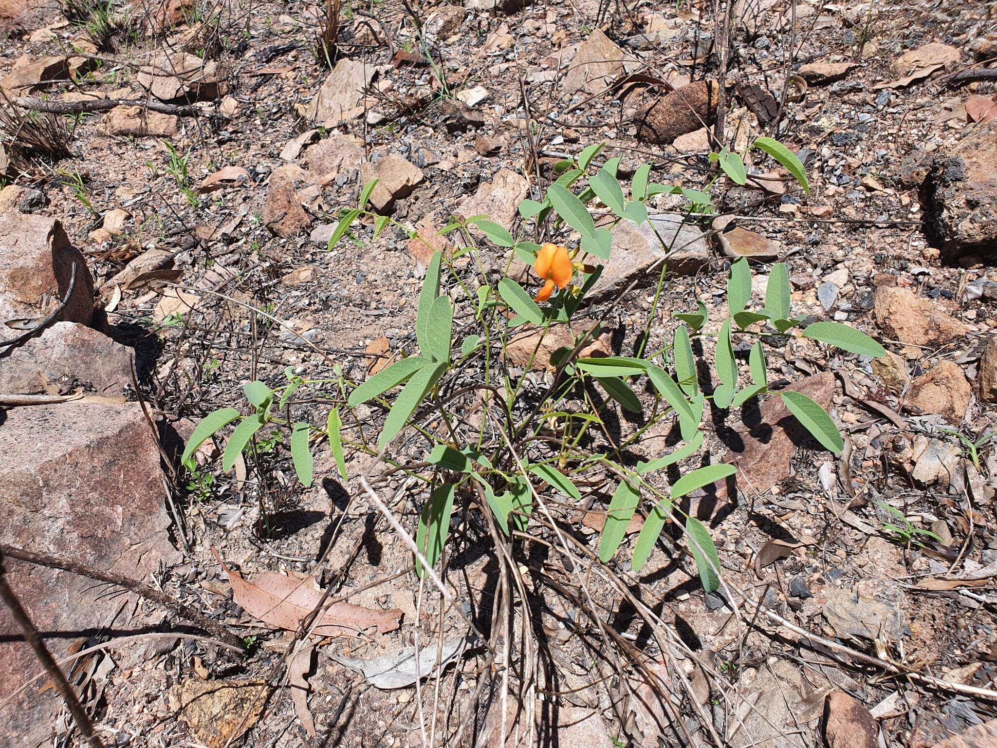 Image of Tephrosia turpinii