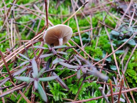 Image of Ripartites tricholoma (Alb. & Schwein.) P. Karst. 1879