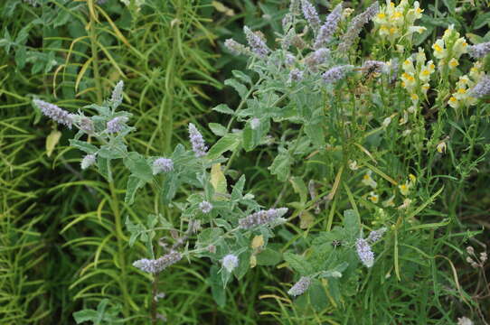 Image of Mentha longifolia var. asiatica (Boriss.) Rech. fil.