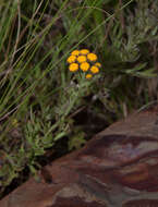 Image of Schistostephium crataegifolium (DC.) Fenzl ex Harv. & Sond.