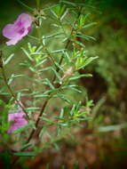 Image of Prostanthera howelliae Blakely