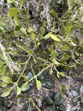 Image of Christmas mistletoe