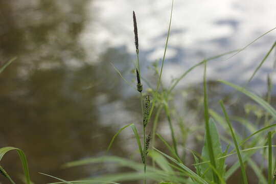 Image of Carex elata subsp. omskiana (Meinsh.) Jalas