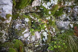 Image of chocolate chip lichen