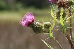 Image of Vasey's thistle