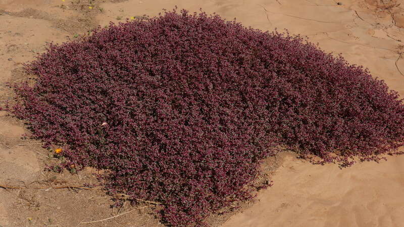 Image of Trianthema parvifolia E. Mey.