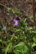 Image of Viola disjuncta W. Becker