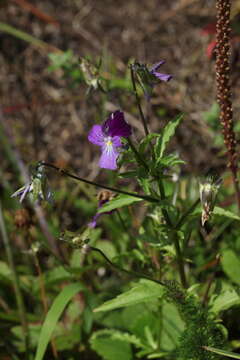 Image of Viola disjuncta W. Becker