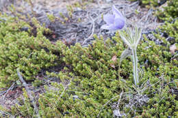 Image of cutleaf anemone