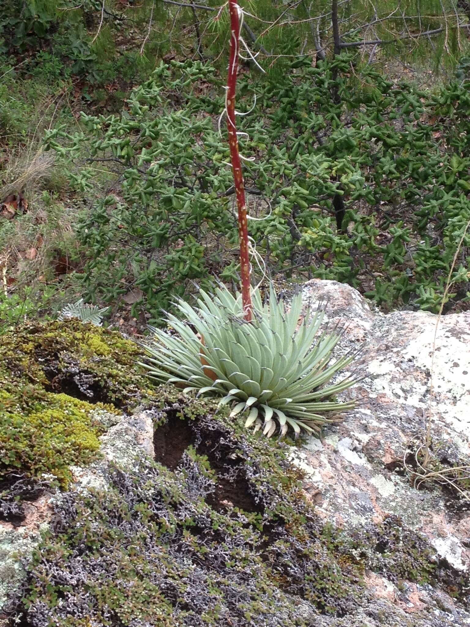 Image of Agave rzedowskiana P. Carrillo, Vega & R. Delgad.