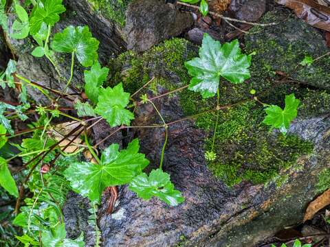 Image of Hydrocotyle grossulariifolia Rusby