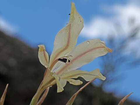 Image of Gladiolus floribundus Jacq.