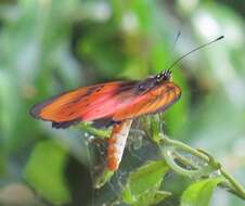 Image de Acraea natalica Boisduval 1847