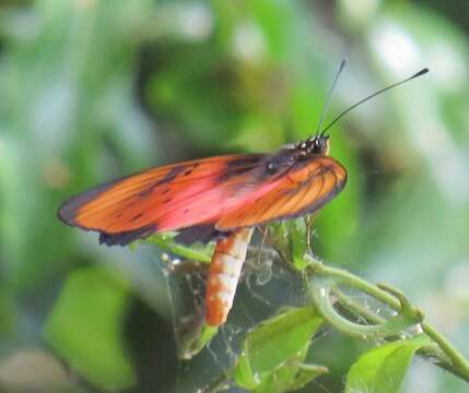 Image of Acraea natalica Boisduval 1847