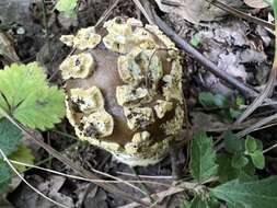 Image of Yellow spotted amanita