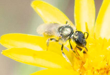 Lasioglossum longifrons (Baker 1906)的圖片