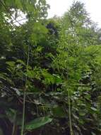 Слика од Phyllostachys nigra (Lodd. ex Lindl.) Munro