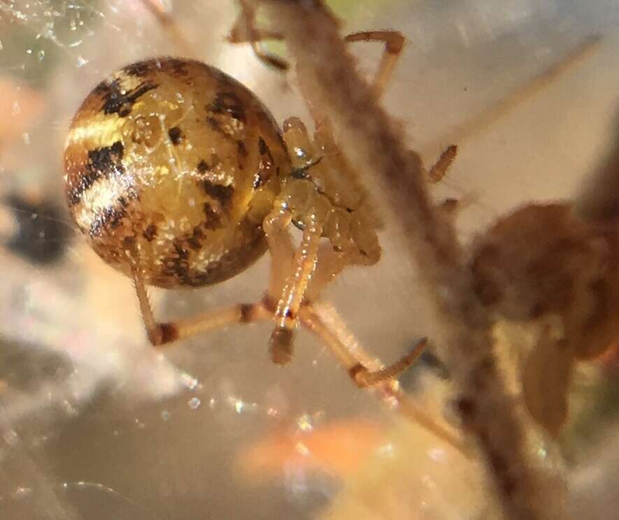 Image of Forest Cobweb Weaver