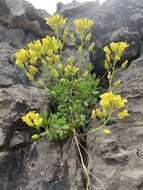 Image of Maguire's draba