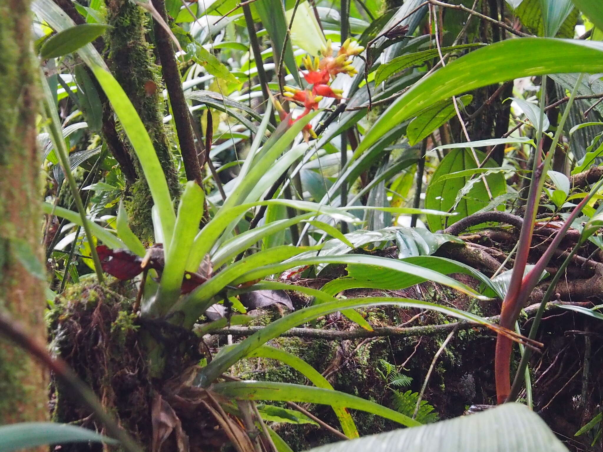 Image of Guzmania donnellsmithii Mez ex Donn. Sm.