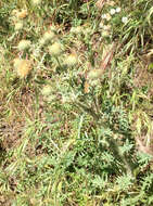 Cirsium cymosum (Greene) J. T. Howell的圖片