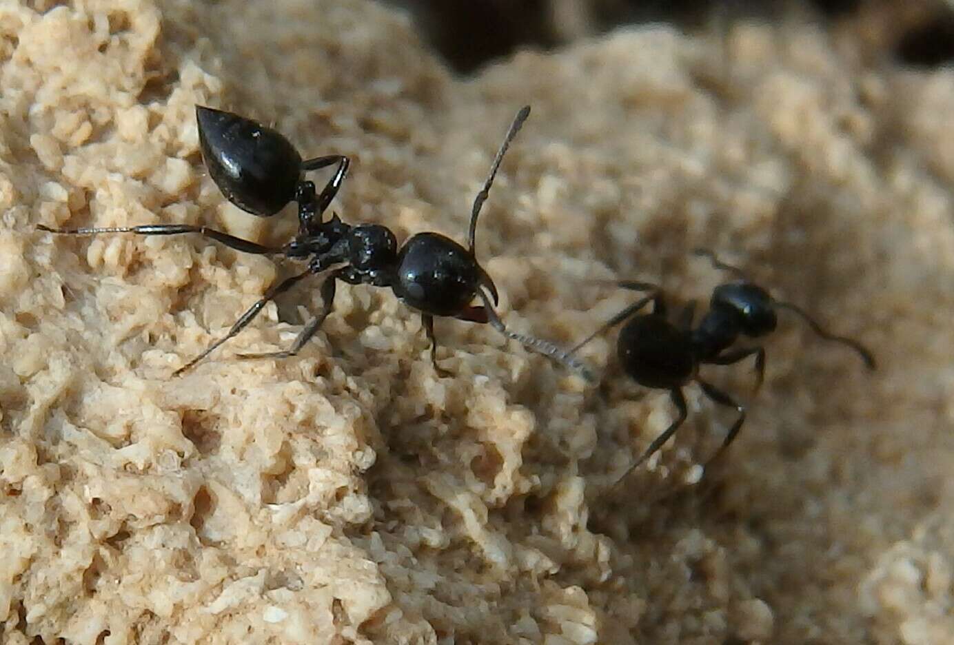 Image of Crematogaster laestrygon Emery 1869