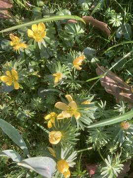 Image of <i>Eranthis cilicica</i>