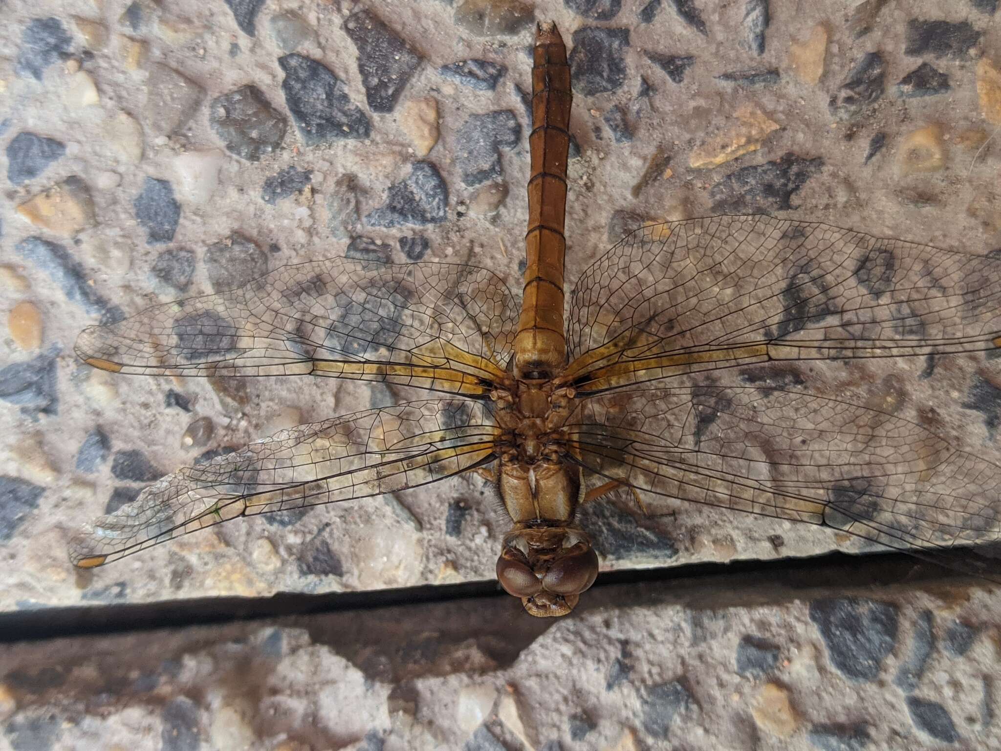 Image de Sympetrum gilvum (Selys 1884)