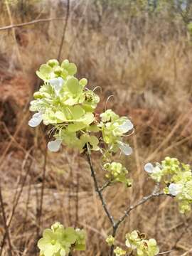 Image of Karomia mira (Moldenke) R. Fern.