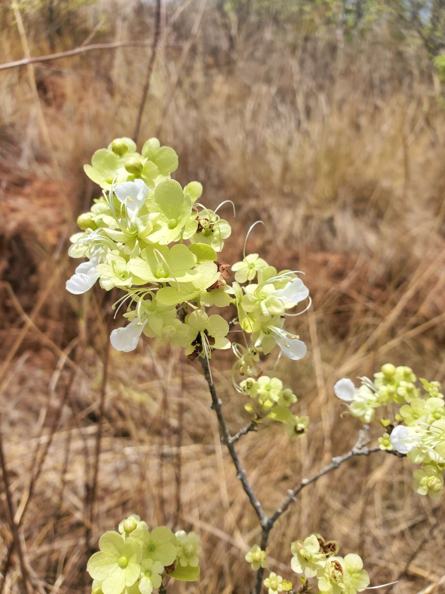 Image de Karomia mira (Moldenke) R. Fern.