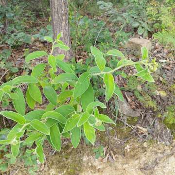 Image of Verbesina sericea Kunth & Bouche