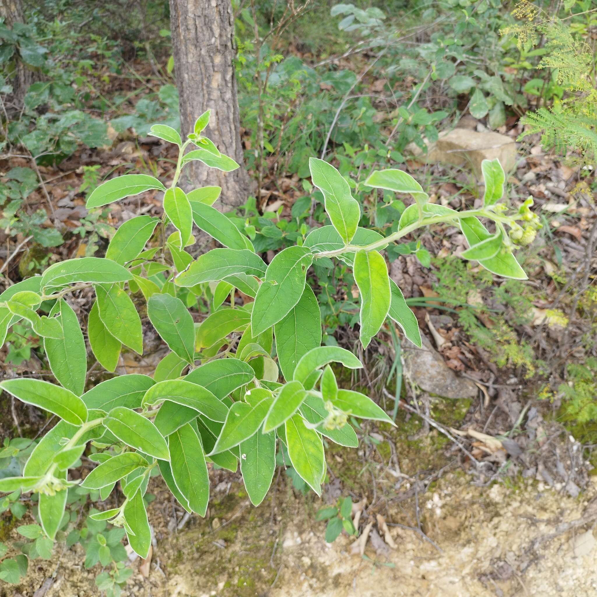 Image of Verbesina sericea Kunth & Bouche