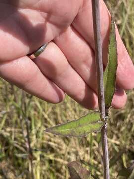 Image de Helianthus agrestis Pollard