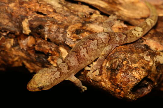 Image of Mountain New Caledonian Gecko