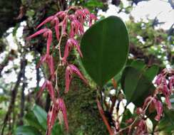 Stelis megachlamys (Schltr.) Pupulin的圖片