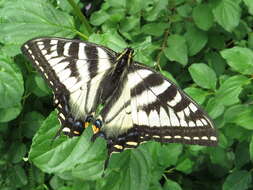 Image de Papillon tigré du Canada