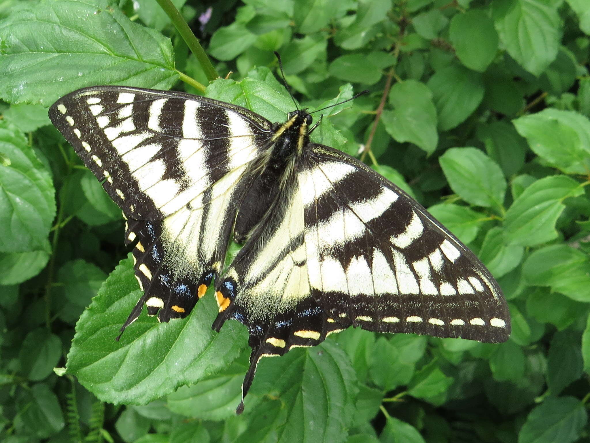 Image de Papillon tigré du Canada