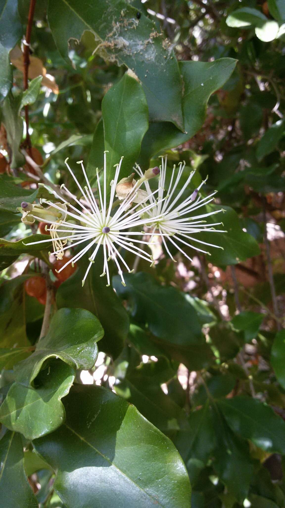 Image of Cucumber-bush